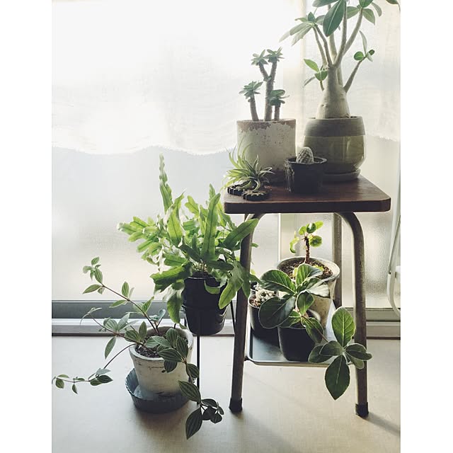 cata_coto_さんの実例写真
