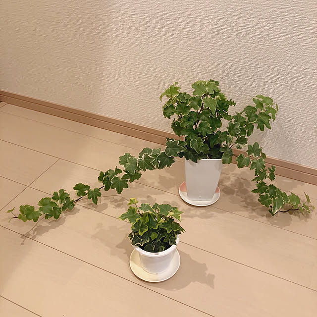 RanRanさんの実例写真