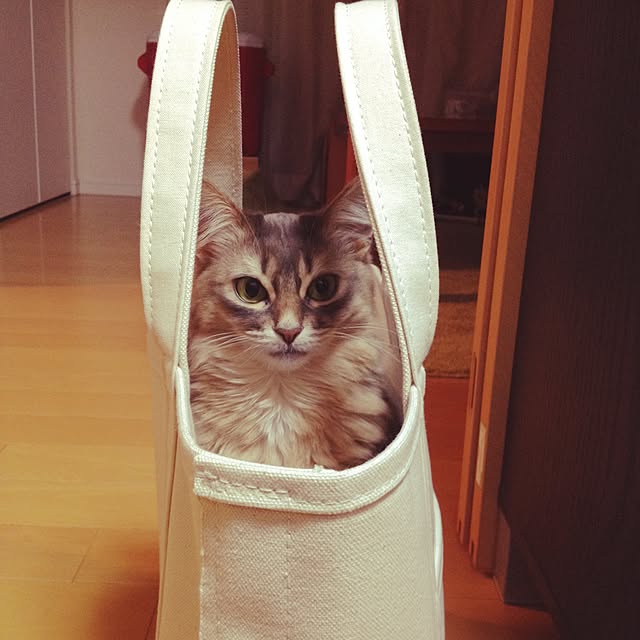 shihoさんの実例写真