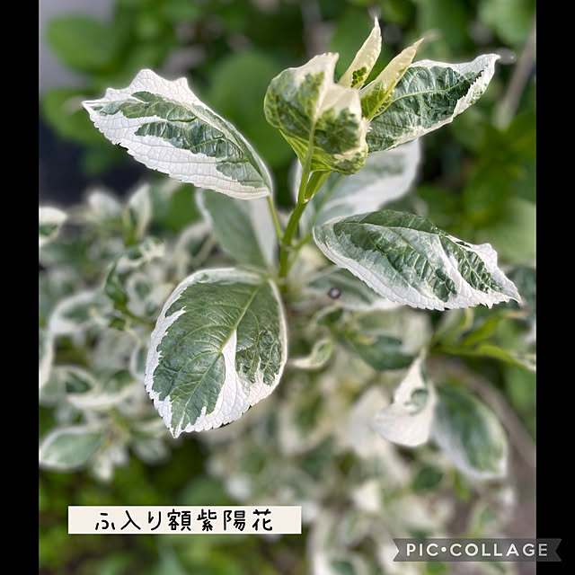buchiさんの実例写真