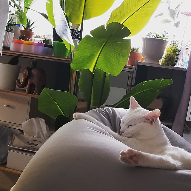 keikomokonさんの実例写真