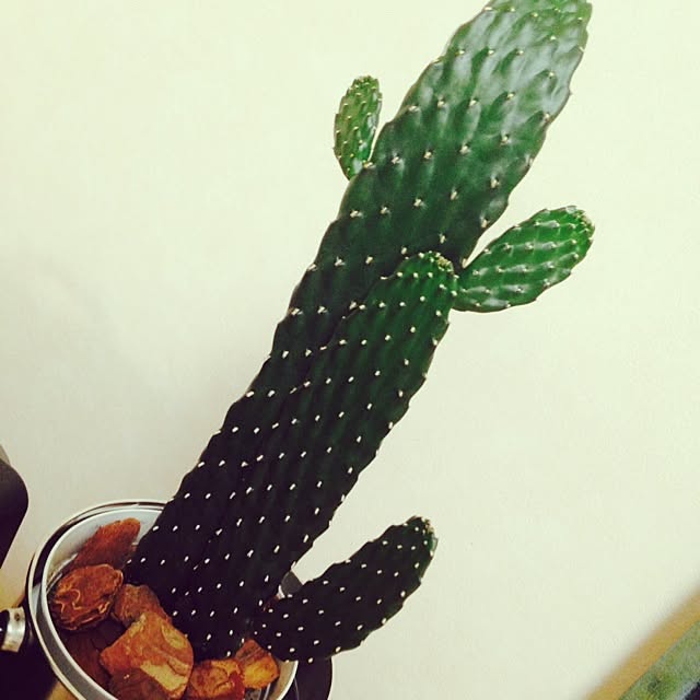 Mikaさんの実例写真