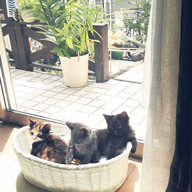 aiさんの実例写真
