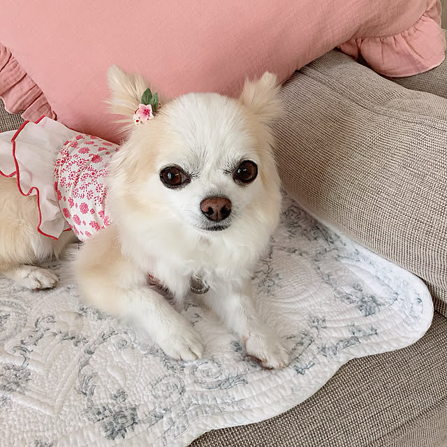 Sweetpeaさんの実例写真