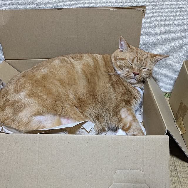 toramamaさんの実例写真