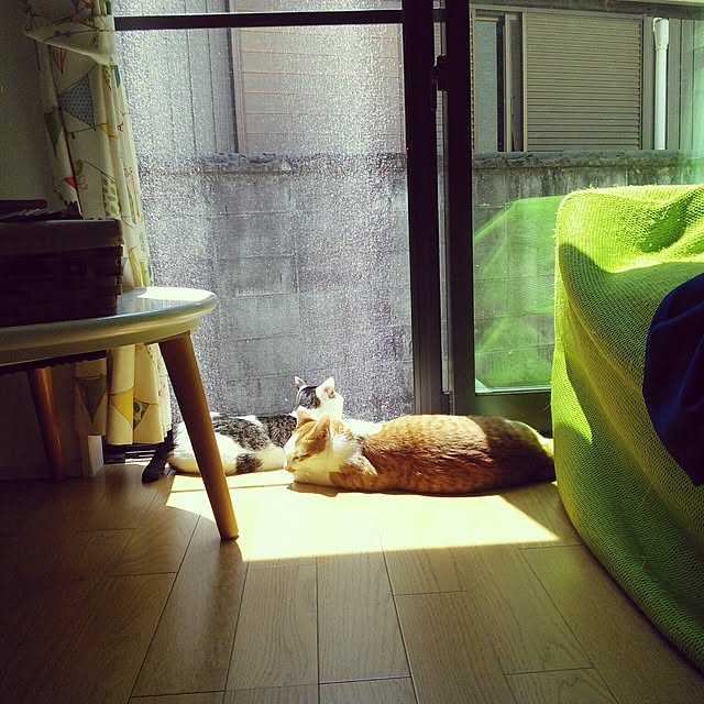 pouさんの実例写真