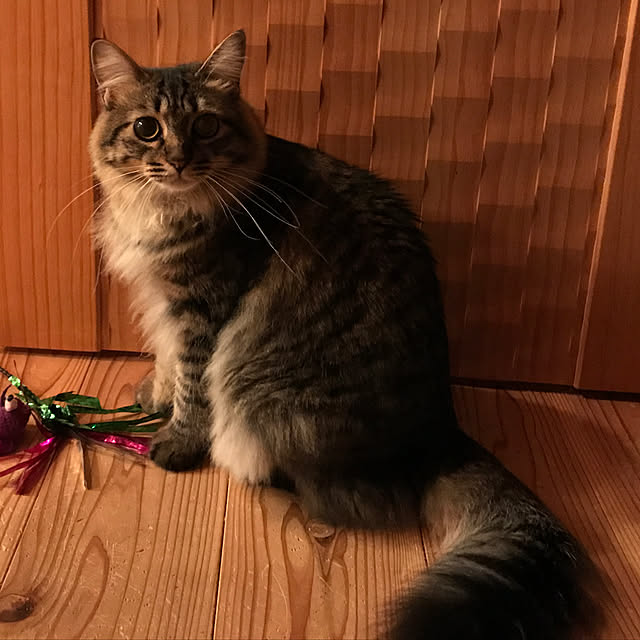 sakurasakuさんの実例写真