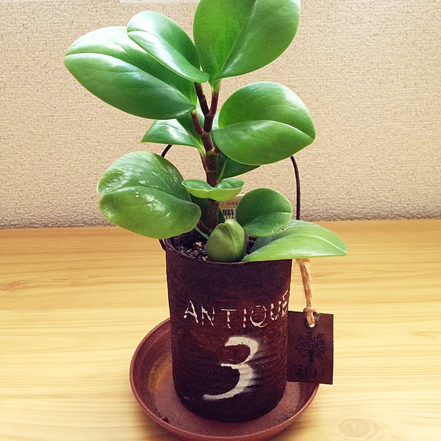 Satoさんの実例写真