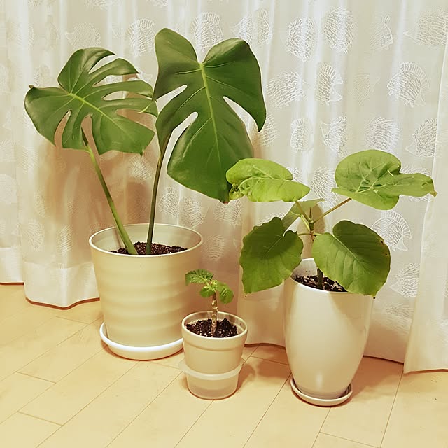 cherryさんの実例写真