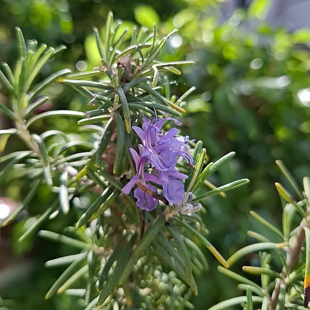 midoriさんの部屋