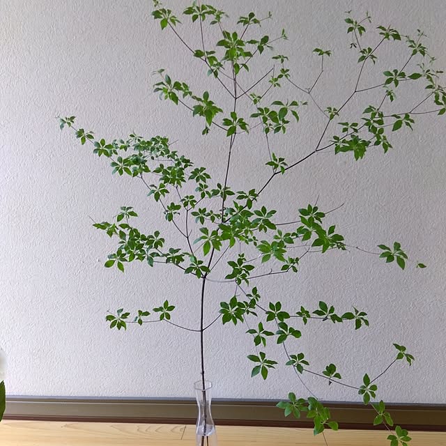 Motomeさんの部屋