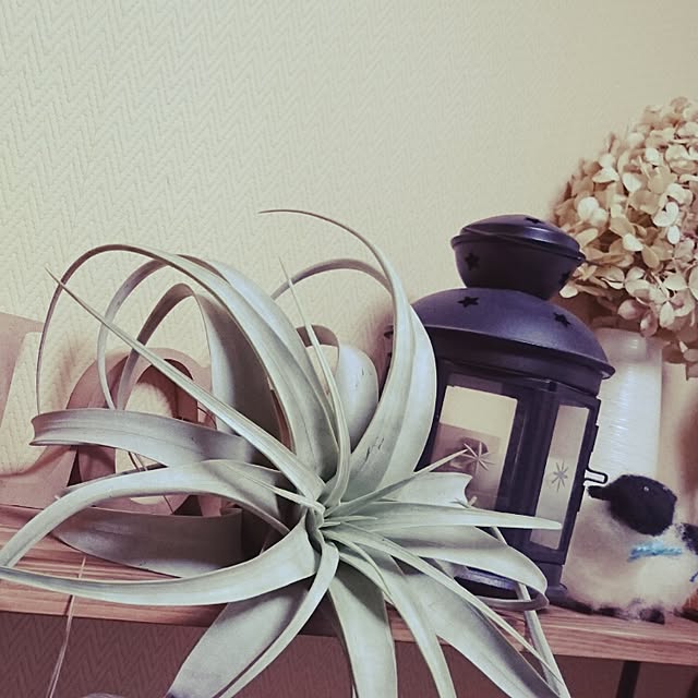 choco-mintoさんの実例写真