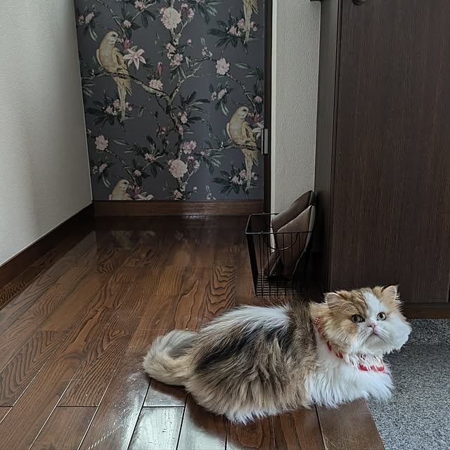 amutantanさんの実例写真