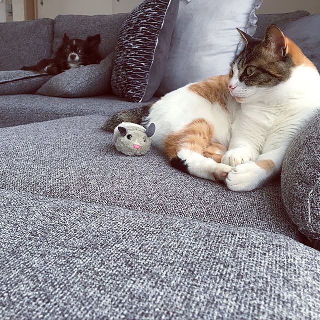Ayumiさんの実例写真