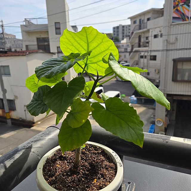 mitsuyama3136さんの実例写真