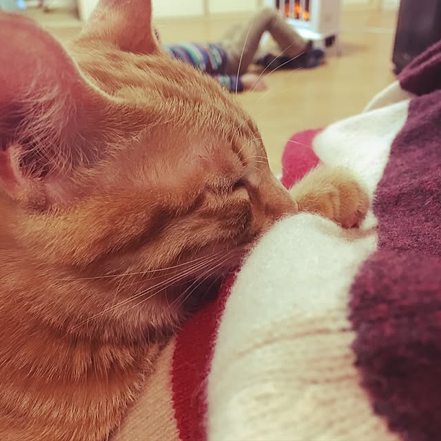 miyamiさんの実例写真