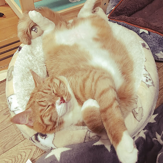 CATさんの実例写真