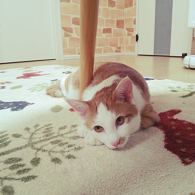 pouさんの実例写真