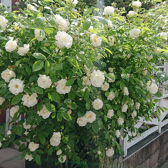 cottontailさんの実例写真