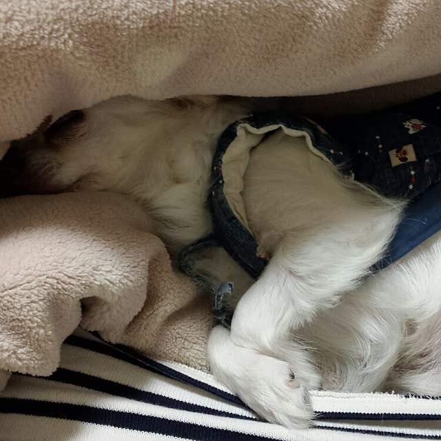 rorochimanさんの実例写真