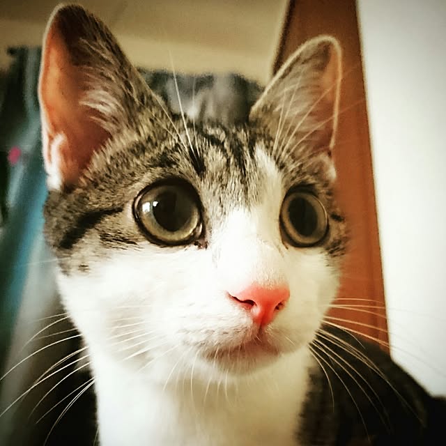 kiraさんの実例写真