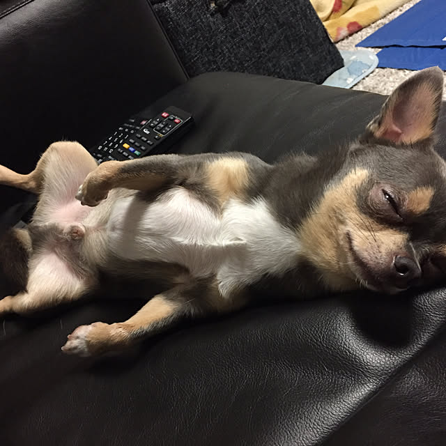 asasasさんの実例写真