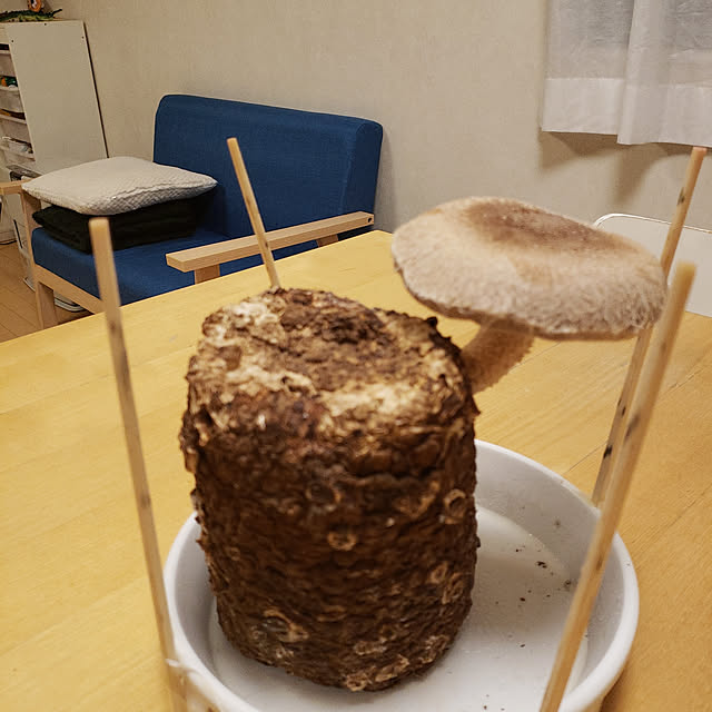 wanidaさんの実例写真