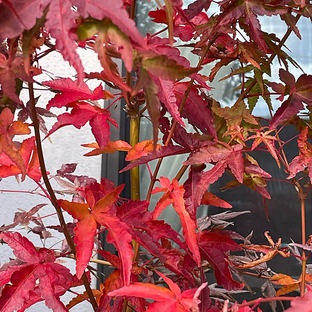 buchiさんの部屋