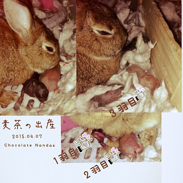 ChocolateNandasさんの実例写真