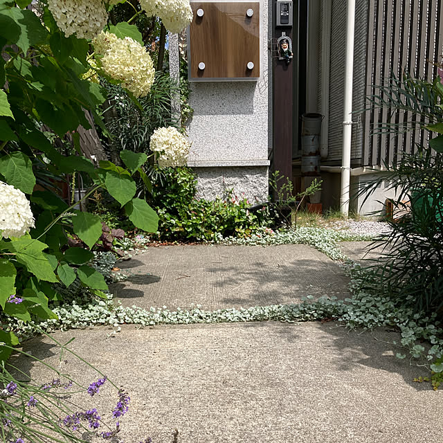 hatsugaさんの実例写真