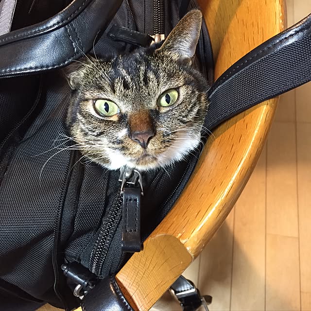 sakuraさんの実例写真