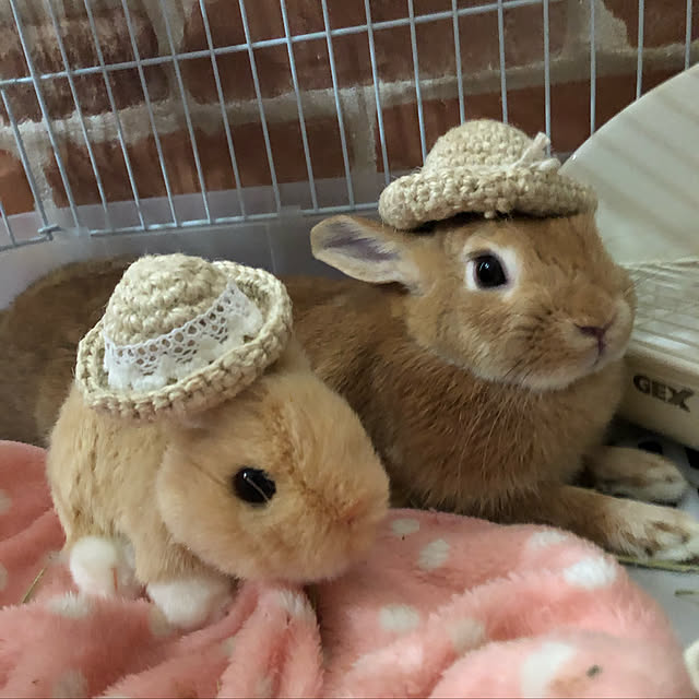 pikarunさんの実例写真