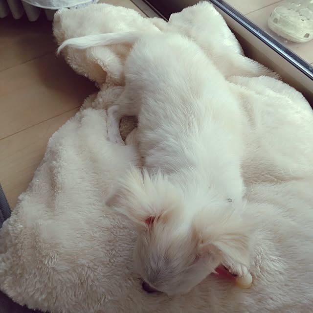 Bienvenueさんの部屋