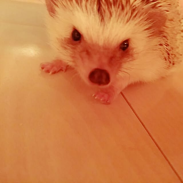kuruさんの実例写真