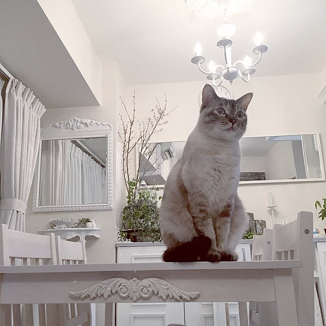noelさんの実例写真