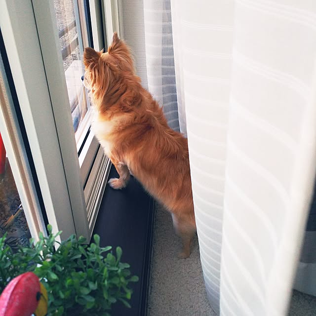 kojikojiさんの実例写真