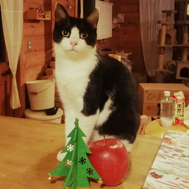 Maki-nekomamireさんの実例写真