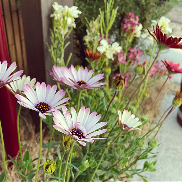 植物が好き/植物のある暮らし/花のある暮らし/花が好き/オステオスペルマム...などのインテリア実例 - 2023-03-09 08:07:01