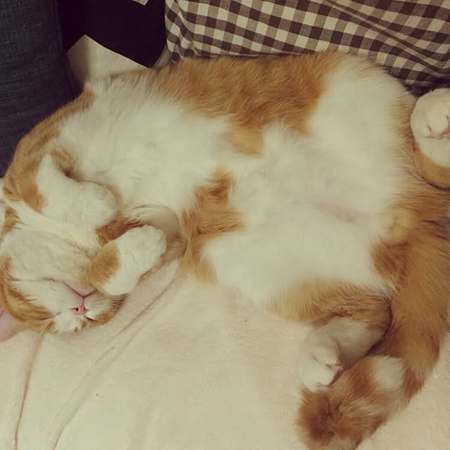 mi123さんの実例写真