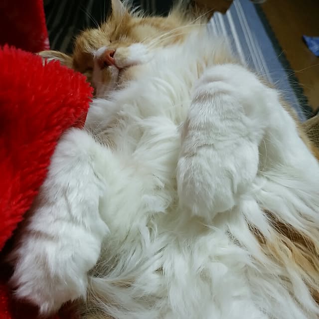 taikoさんの実例写真