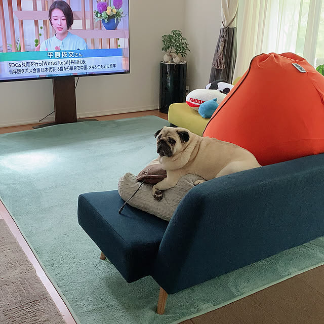 Pugさんの実例写真