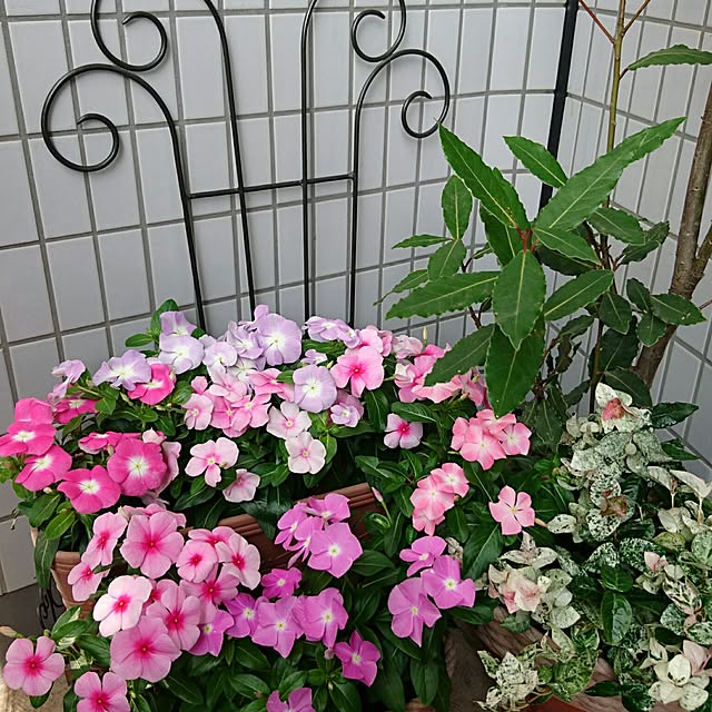 misaさんの実例写真