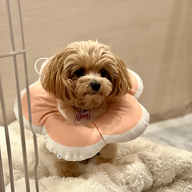 chobisukeさんの実例写真