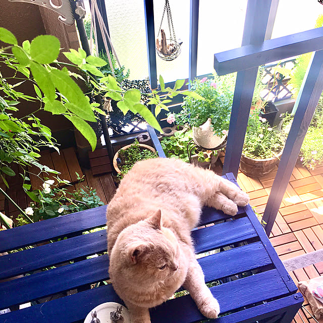 naokoさんの実例写真