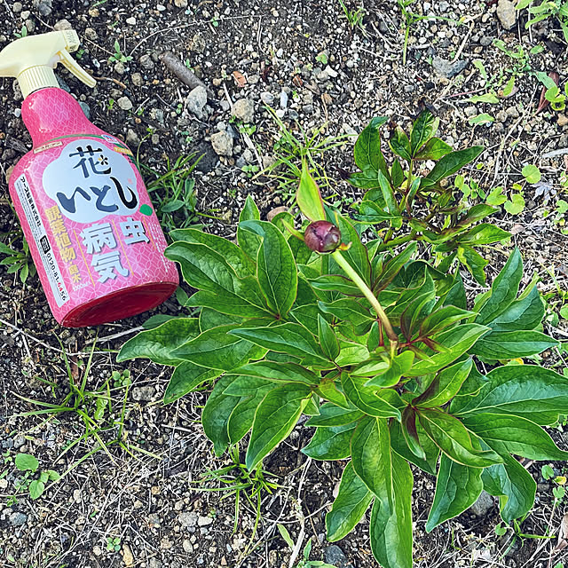 kabu10さんの実例写真