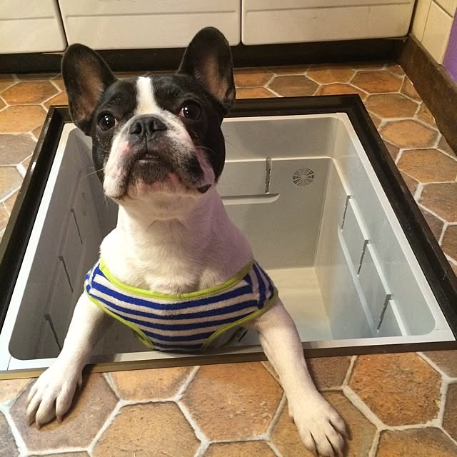 frogieeeさんの実例写真