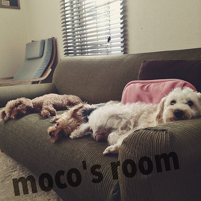 mocoさんの実例写真