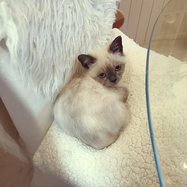 gingerwynksさんの実例写真