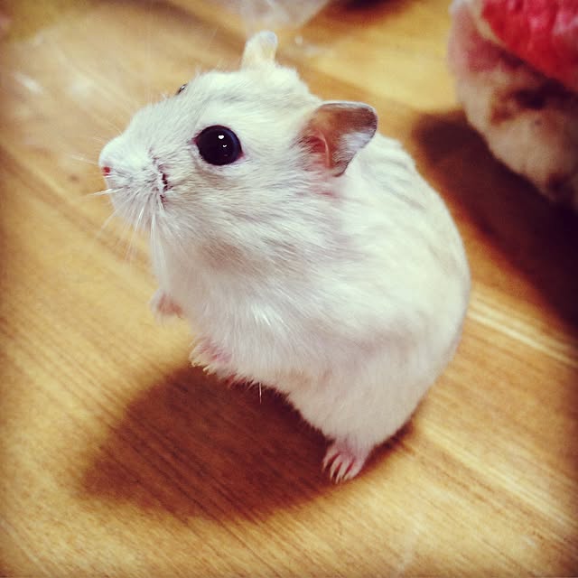 mjさんの実例写真