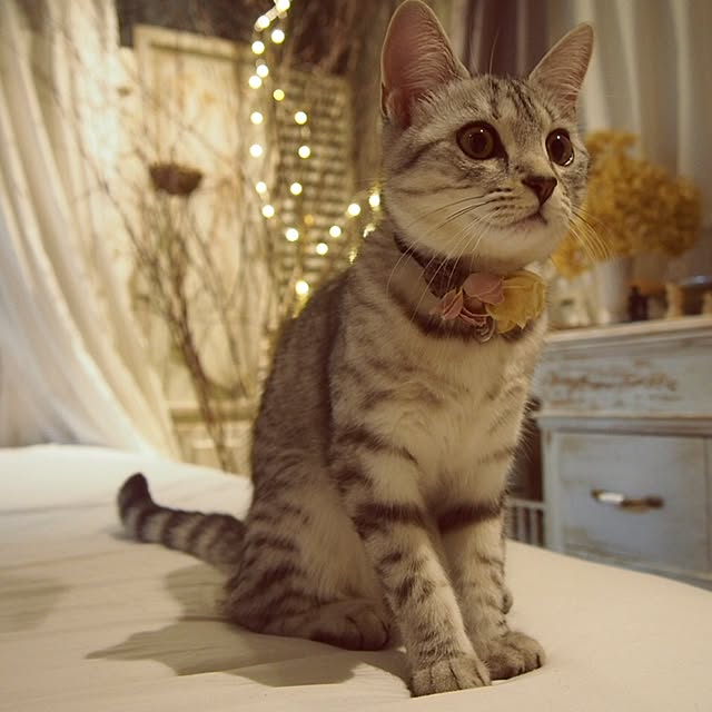 miiさんの実例写真